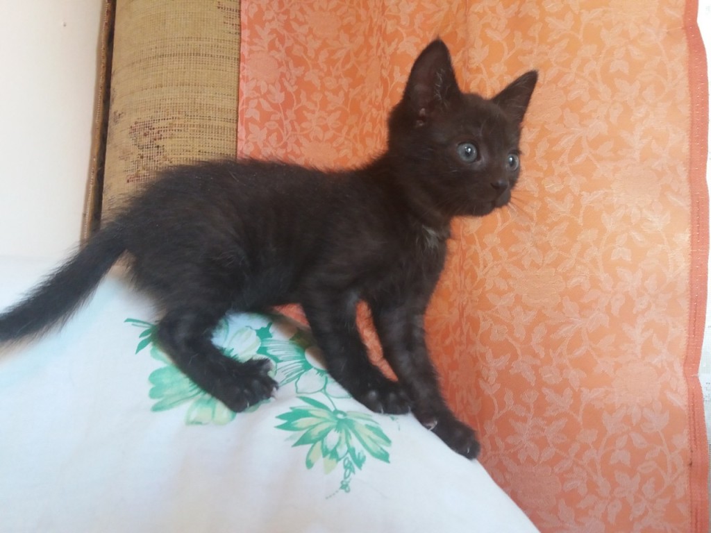 Adoptusie. Ida – odważna, ciekawa świata. Już w domu :)