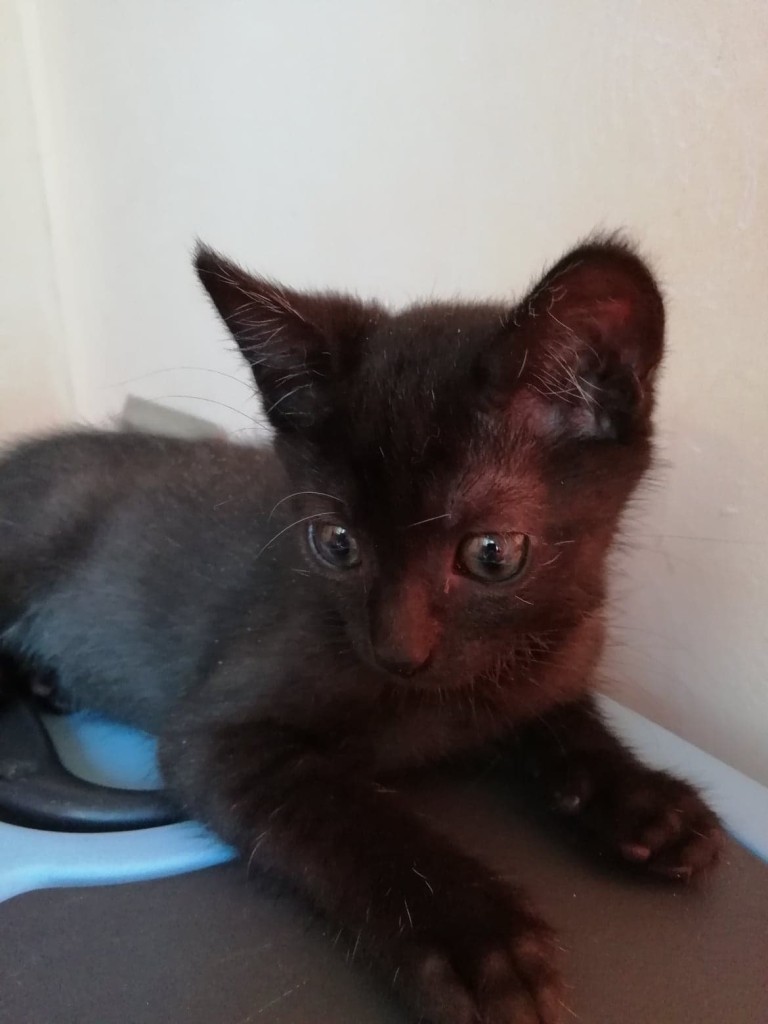 Adoptusie. Ida – odważna, ciekawa świata. Już w domu :)