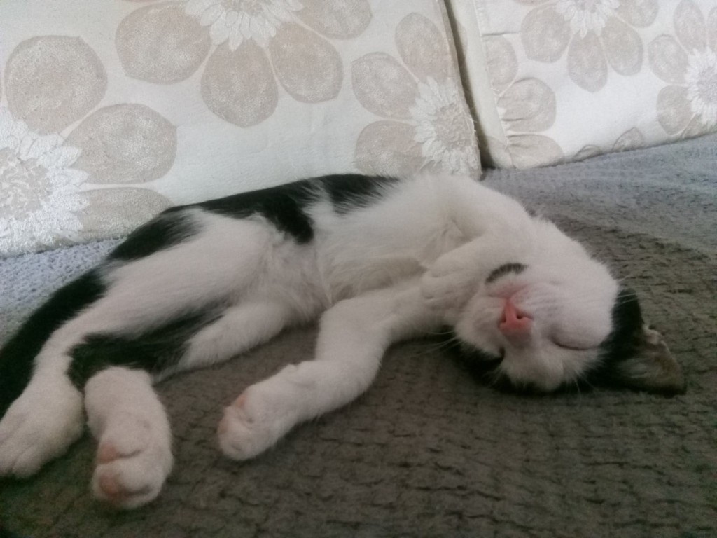 Mimi - w domu :)