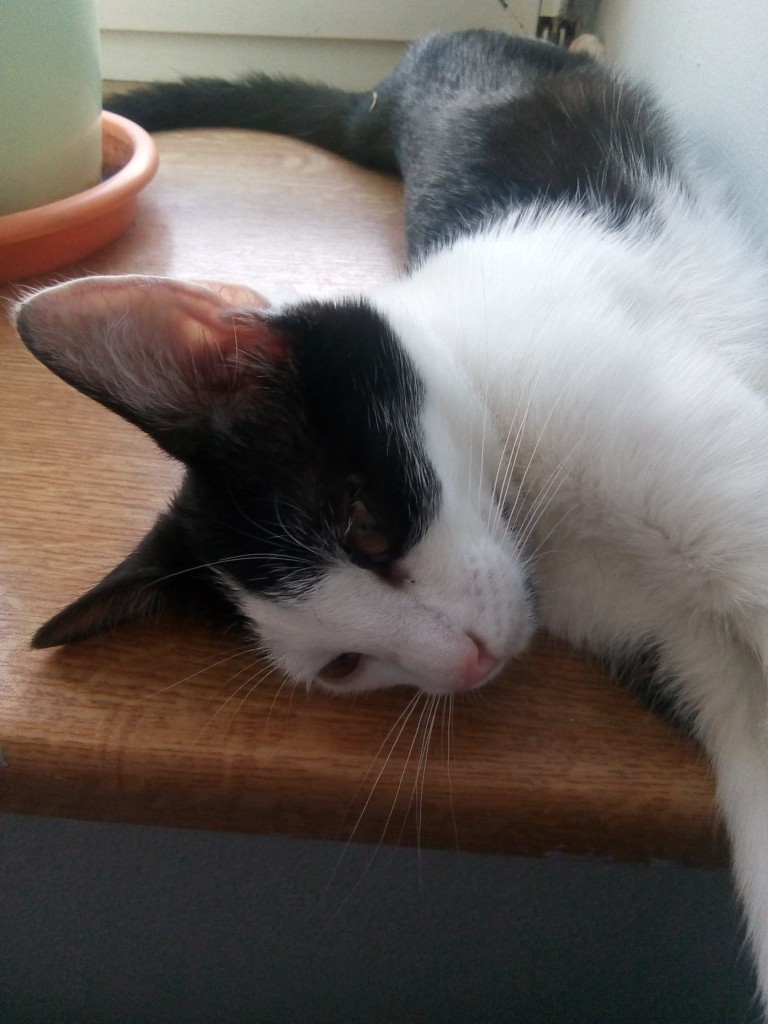 Mimi - w domu :)