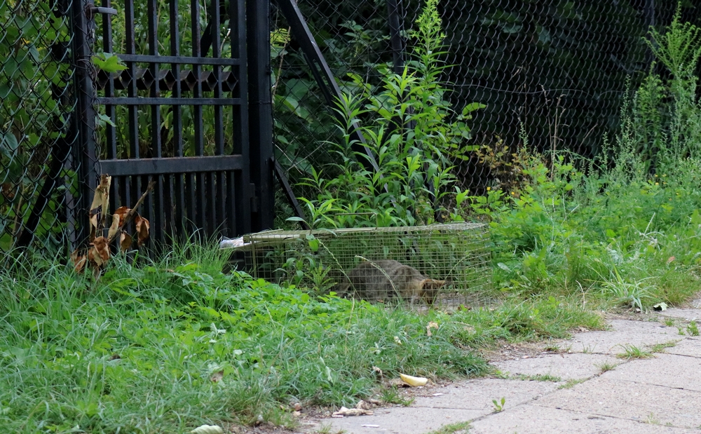 Niewidzialne koty. Prosimy o grosik na karmę dla stadka