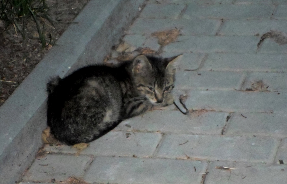 Niewidzialne koty. Prosimy o grosik na karmę dla stadka
