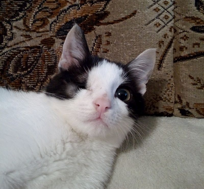 Adoptusie. Pokochaj jednooką Daisy. W domu :)