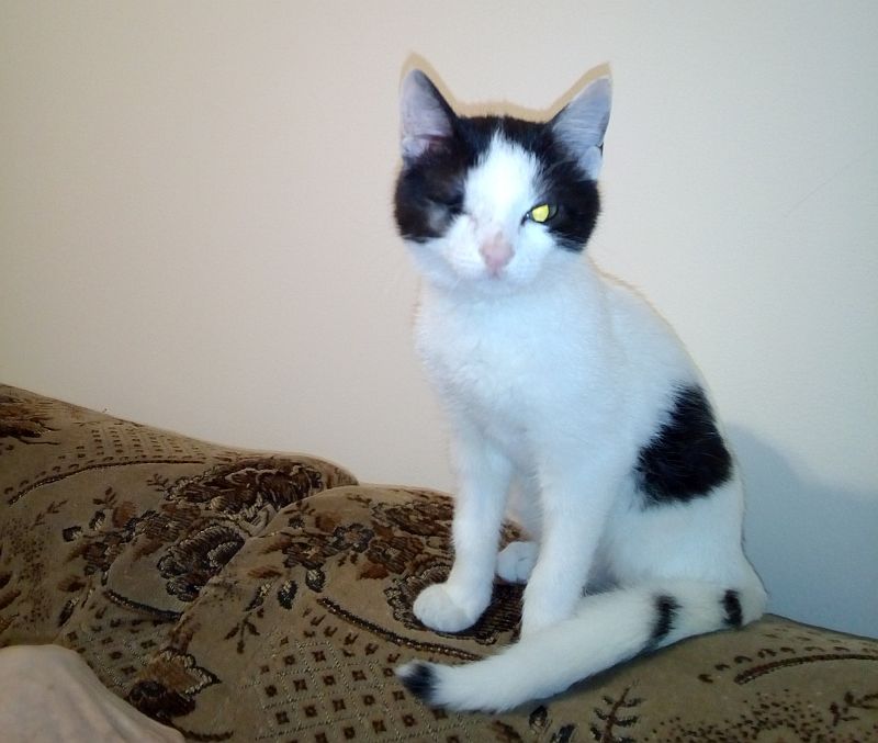 Adoptusie. Pokochaj jednooką Daisy. W domu :)