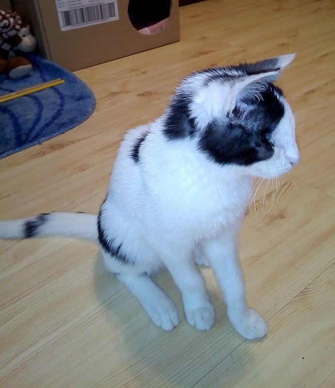 Adoptusie. Pokochaj jednooką Daisy. W domu :)