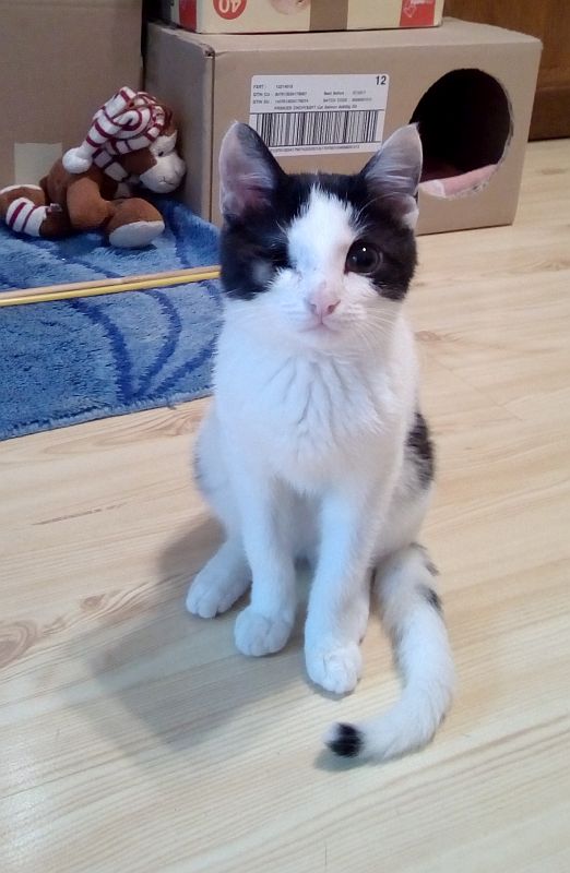 Adoptusie. Pokochaj jednooką Daisy. W domu :)