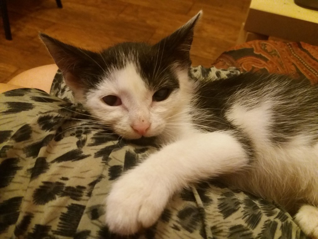 Adoptusie. Fuksja - mała szczęściara. W domu :)