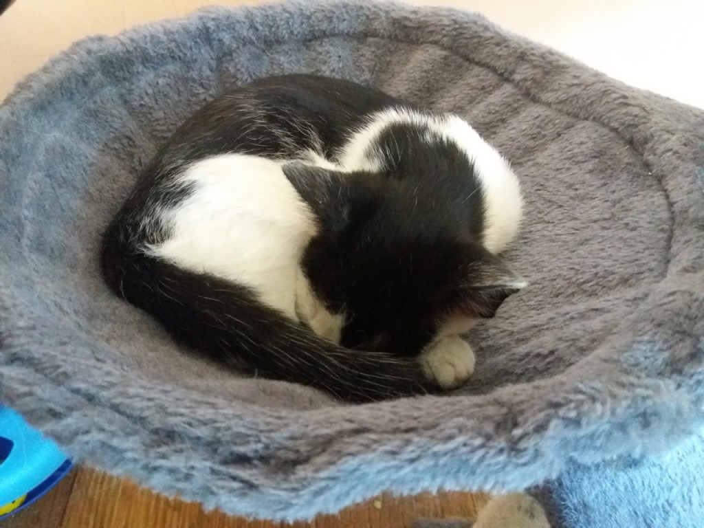 Adoptusie. Fuksja - mała szczęściara. W domu :)