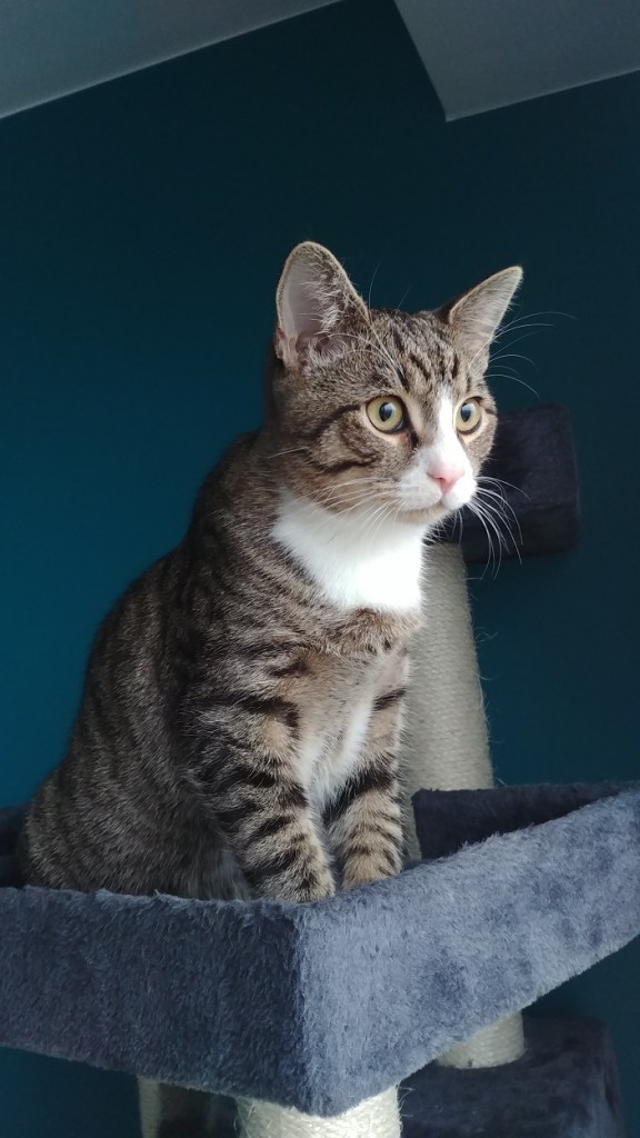 Adoptusie. Pędzelek mały rozrabiaka. W domu :)