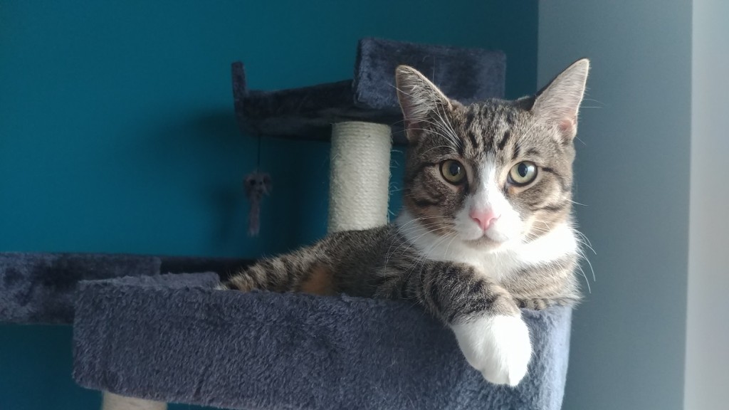 Adoptusie. Pędzelek mały rozrabiaka. W domu :)