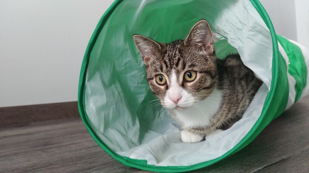 Adoptusie. Pędzelek mały rozrabiaka. W domu :)