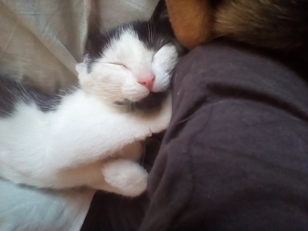 Adoptusie. Fuksja - mała szczęściara. W domu :)