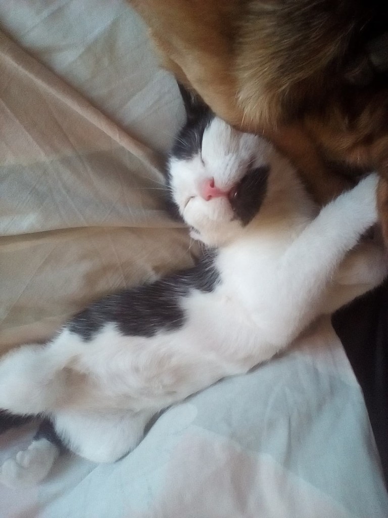 Adoptusie. Fuksja - mała szczęściara. W domu :)