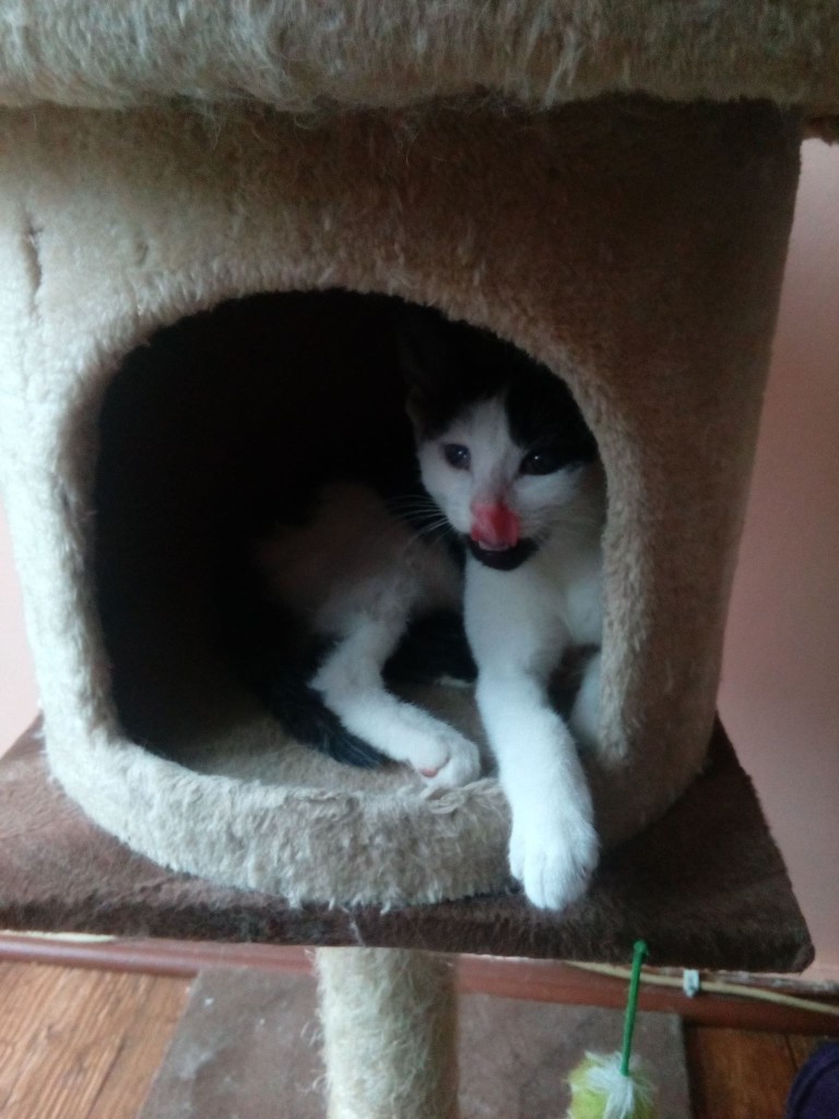 Adoptusie. Fuksja - mała szczęściara. W domu :)