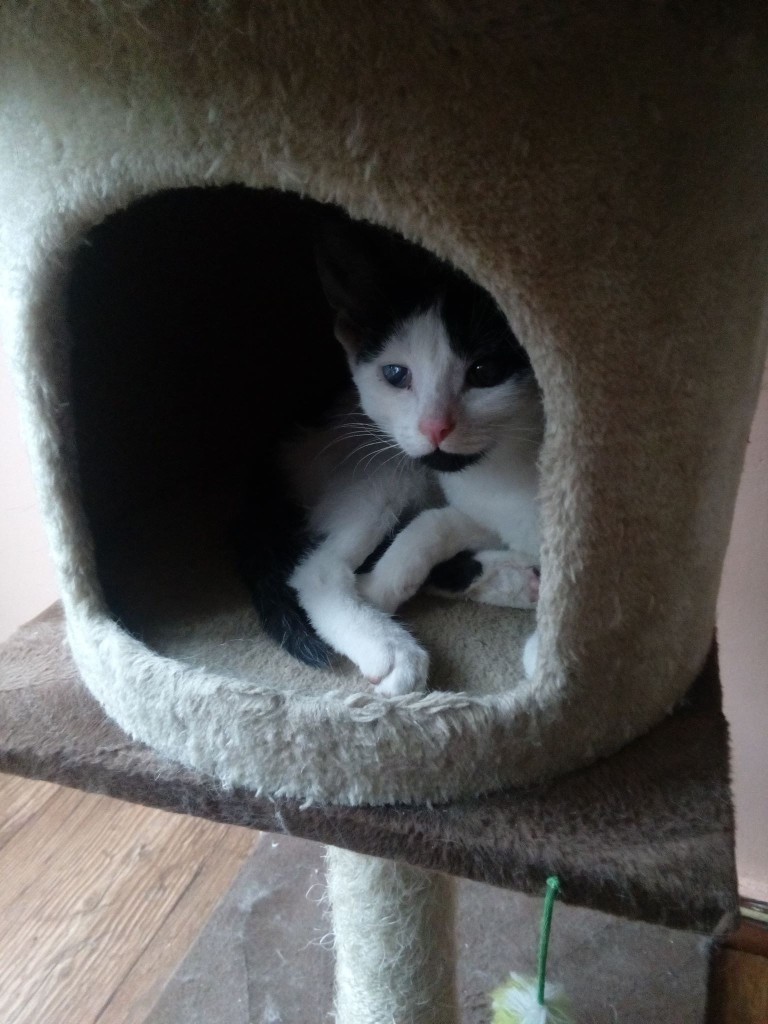 Adoptusie. Fuksja - mała szczęściara. W domu :)