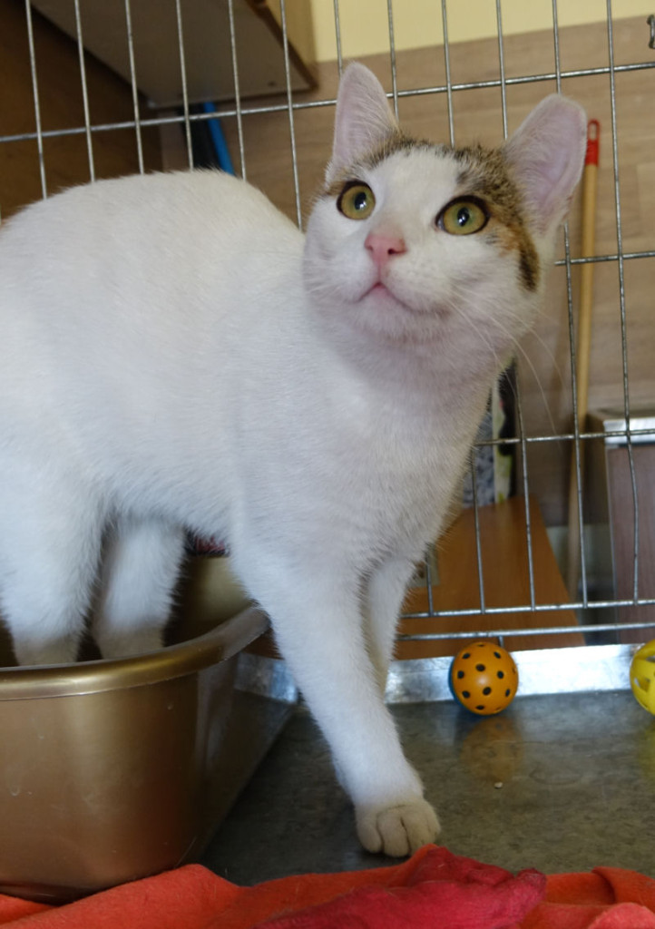 Adoptusie. Karolcia - kotka w kropki. W domu :)