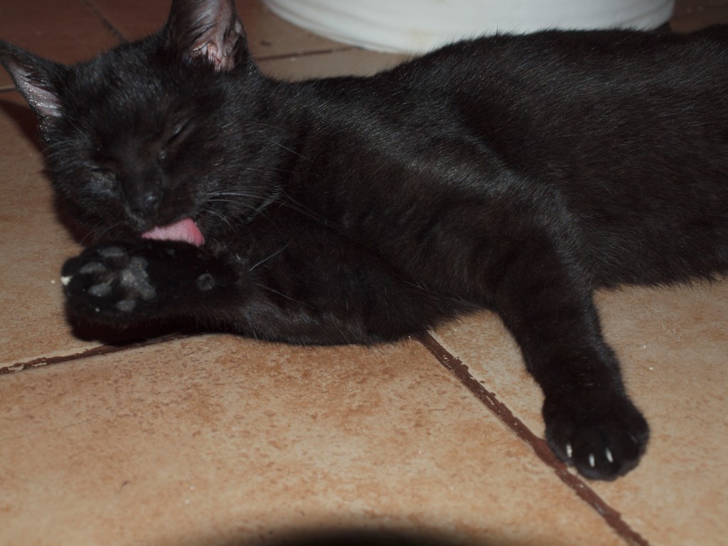 Felisia - w domu :)