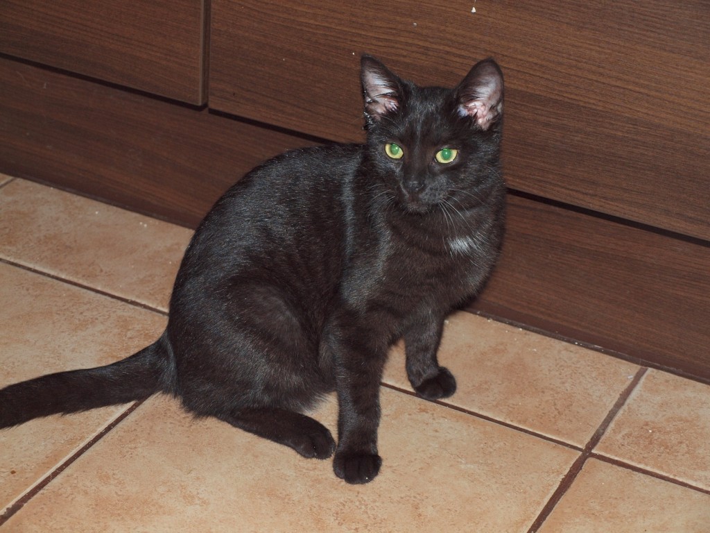 Felisia - w domu :)