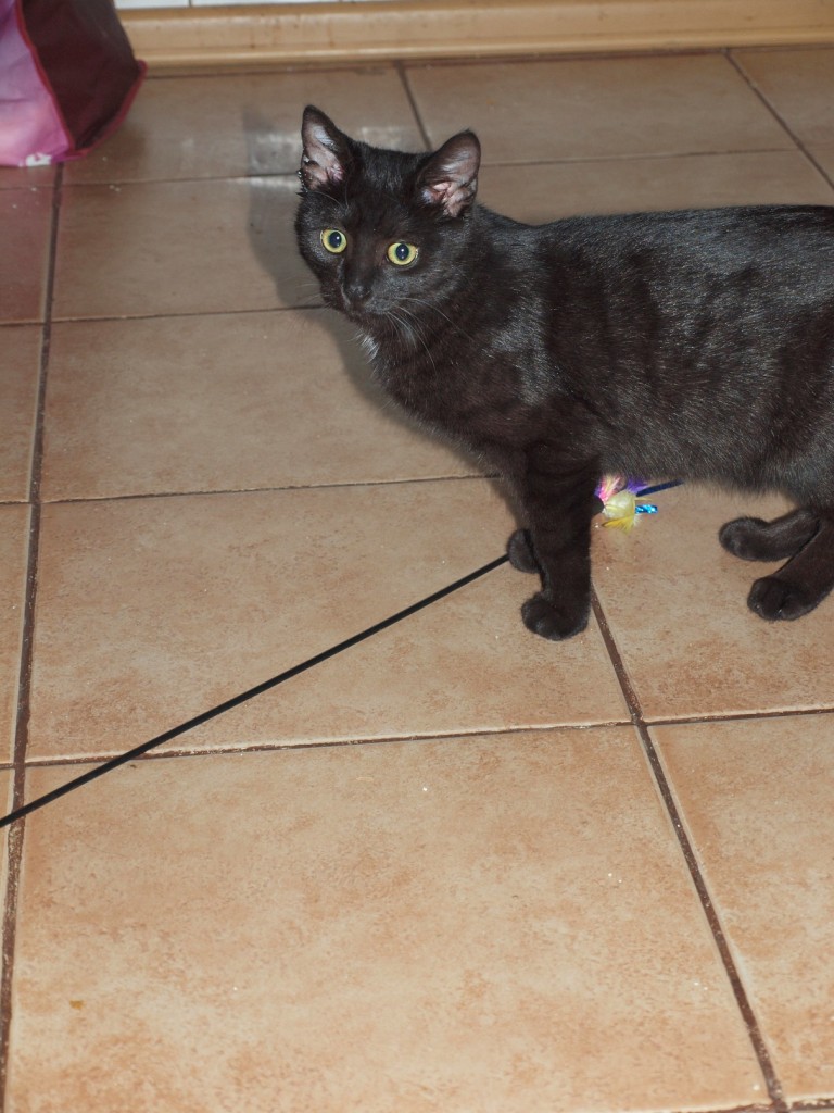 Felisia - w domu :)