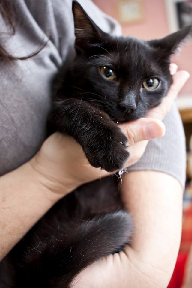 Adoptusie. Piorun, Burza i Wicherek. Wszystkie w domach :)