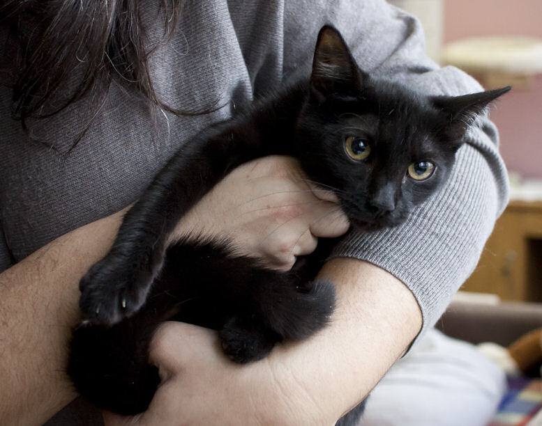 Adoptusie. Piorun, Burza i Wicherek. Wszystkie w domach :)
