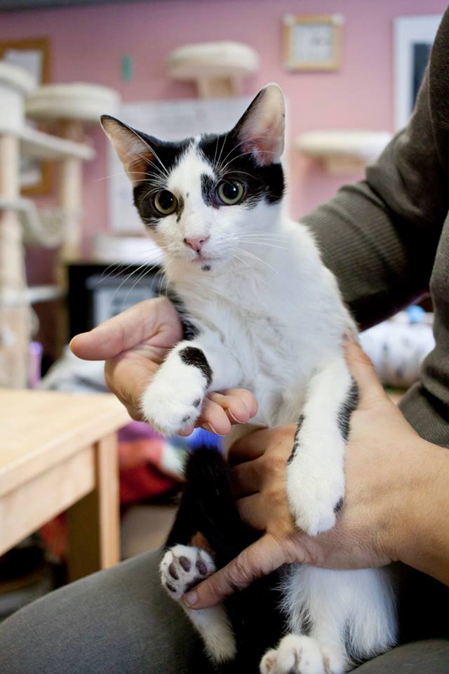 Adoptusie. Piorun, Burza i Wicherek. Wszystkie w domach :)