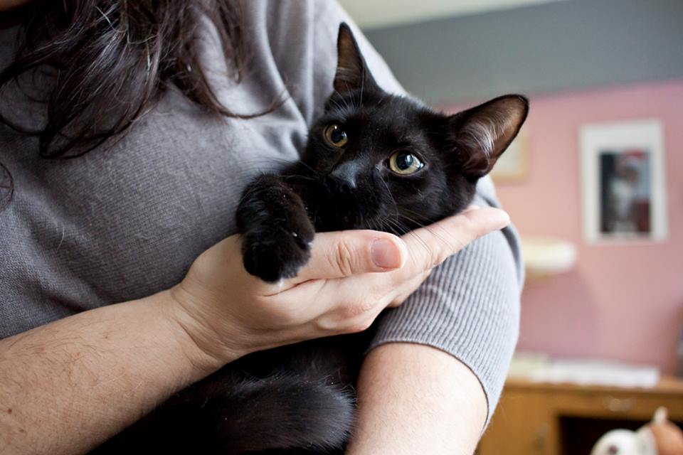Adoptusie. Piorun, Burza i Wicherek. Wszystkie w domach :)