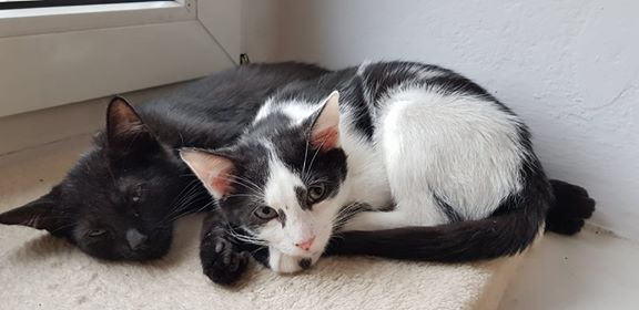 Adoptusie. Piorun, Burza i Wicherek. Wszystkie w domach :)