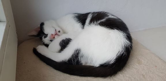 Adoptusie. Piorun, Burza i Wicherek. Wszystkie w domach :)