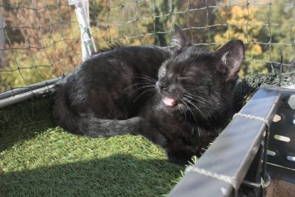 Adoptusie. Piorun, Burza i Wicherek. Wszystkie w domach :)