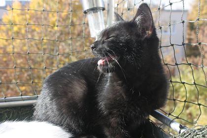 Adoptusie. Piorun, Burza i Wicherek. Wszystkie w domach :)