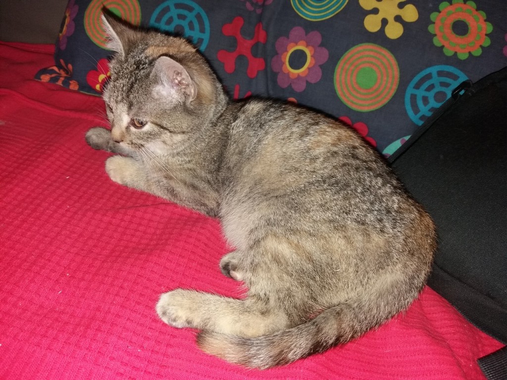 Trzy porzucone – Lola, Tola i Zula