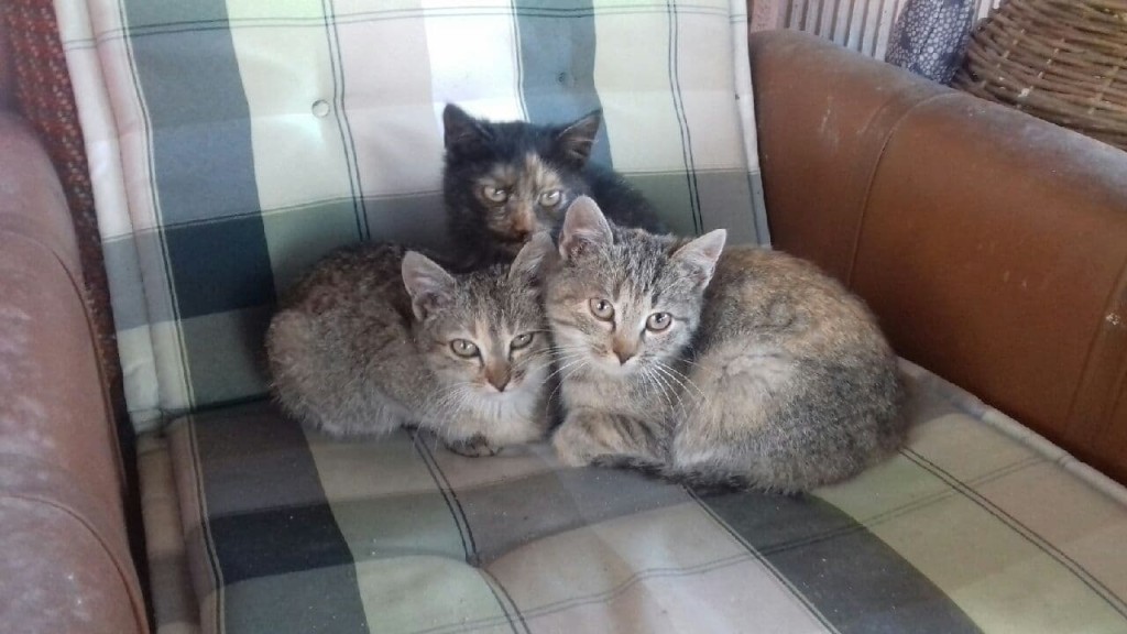 Trzy porzucone – Lola, Tola i Zula