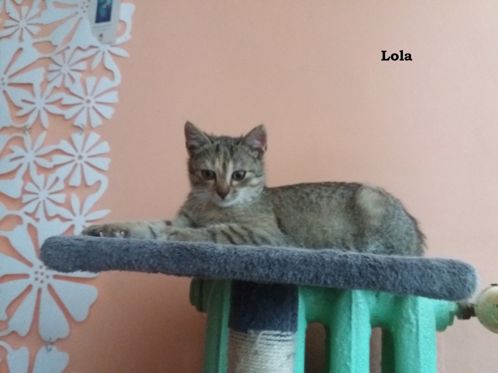 Trzy porzucone – Lola, Tola i Zula