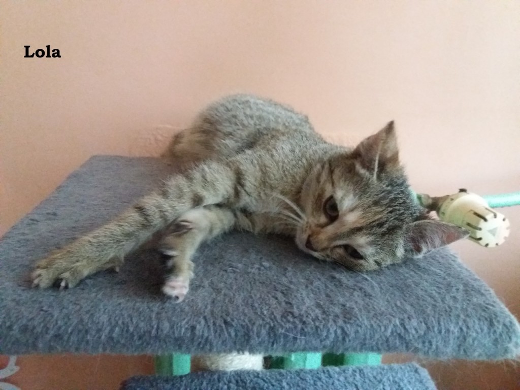 Trzy porzucone – Lola, Tola i Zula
