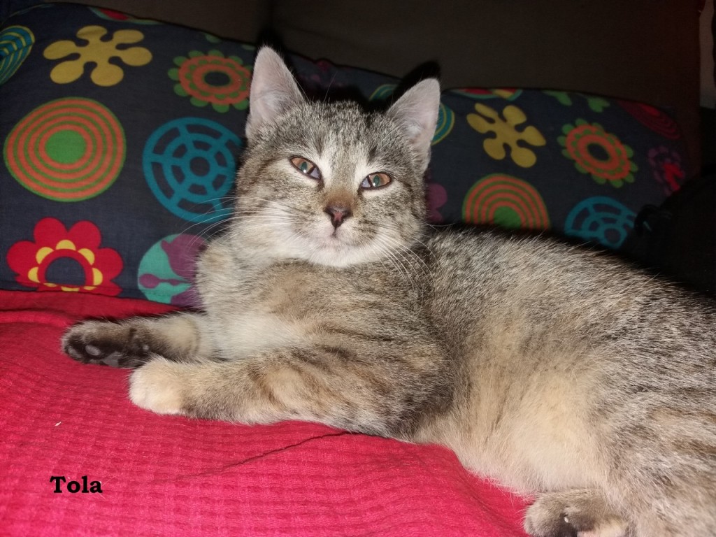 Trzy porzucone – Lola, Tola i Zula