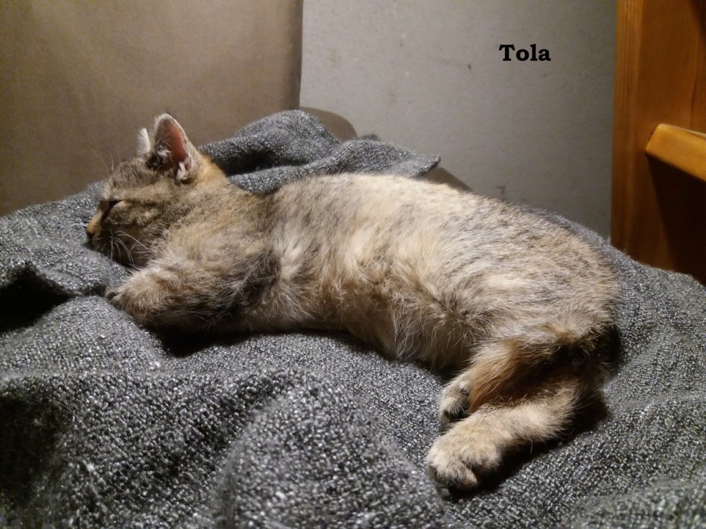 Trzy porzucone – Lola, Tola i Zula