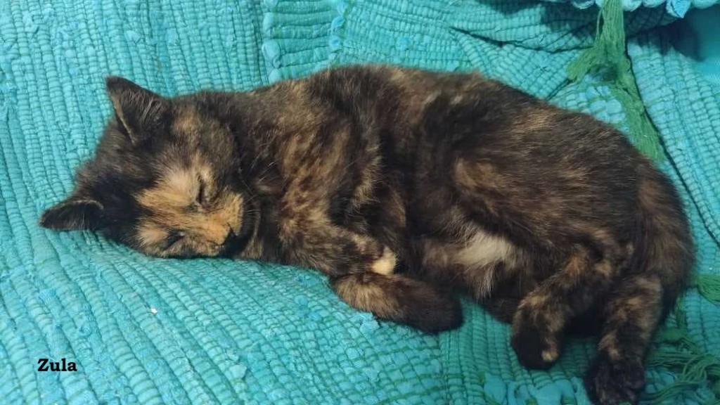 Trzy porzucone – Lola, Tola i Zula