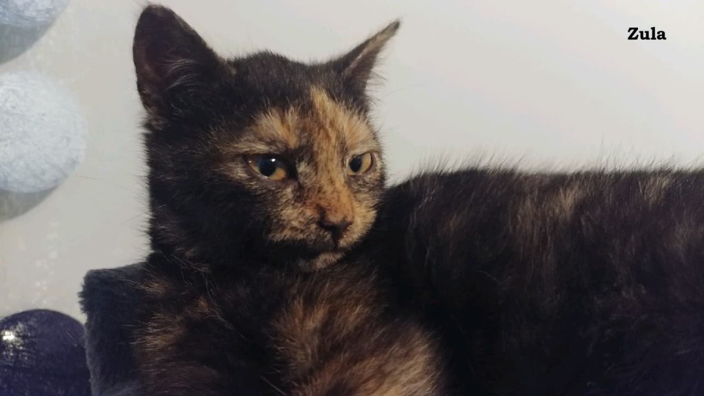 Trzy porzucone – Lola, Tola i Zula