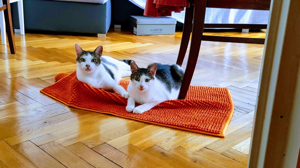 Adoptusie. Ziutek - kotek pięknotek. W domu :)