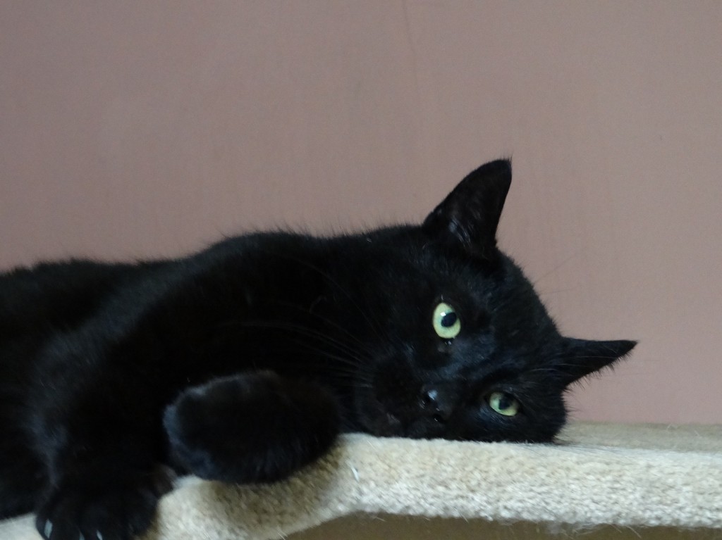 Adoptusie. Sylwester - łagodny olbrzym. W domu :)