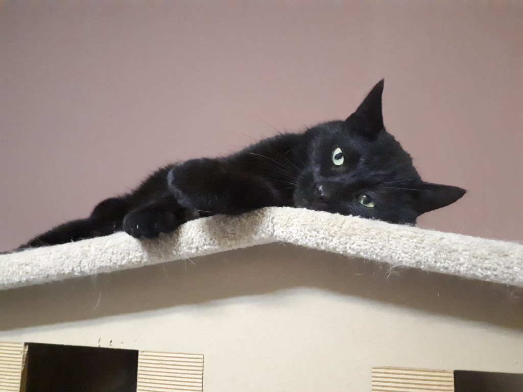 Adoptusie. Sylwester - łagodny olbrzym. W domu :)