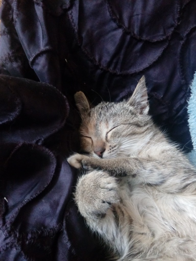 Adoptusie. Słodka Lola. W domu :)