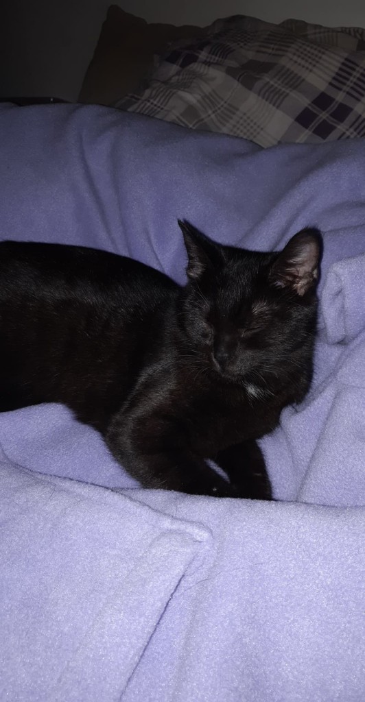 Adoptusie. Felisia w poszukiwaniu szczęścia. W domu :)