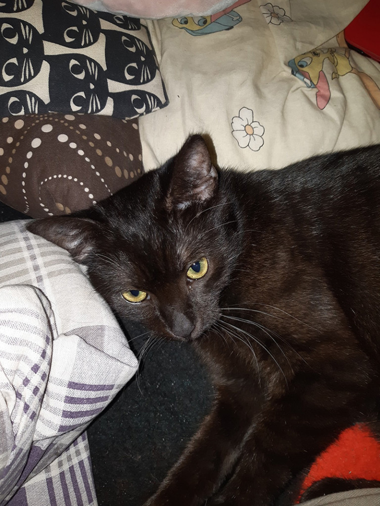 Adoptusie. Felisia w poszukiwaniu szczęścia. W domu :)