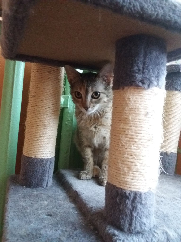Adoptusie. Słodka Lola. W domu :)