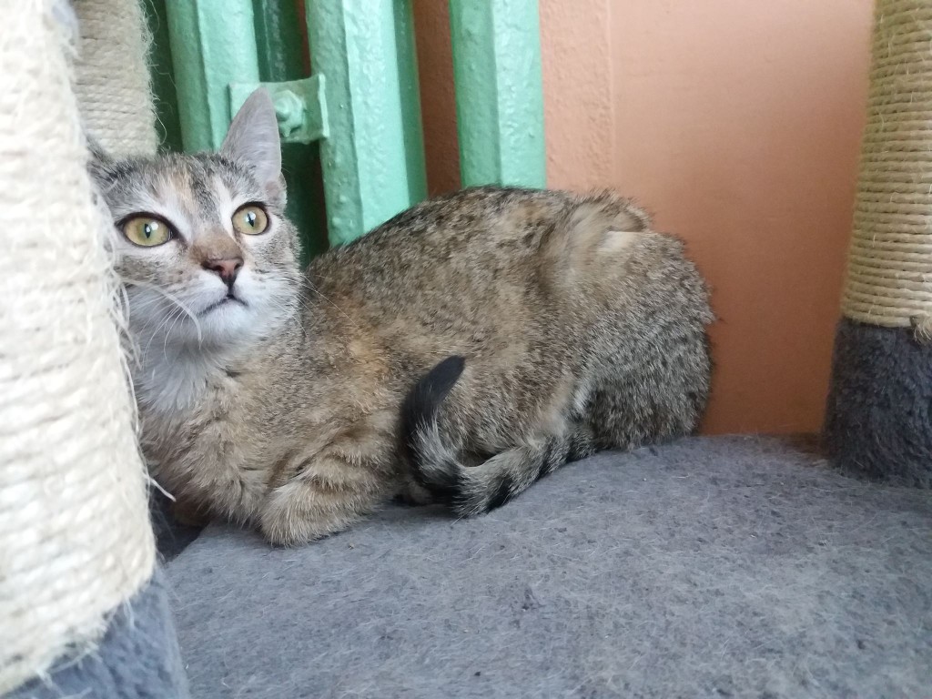 Adoptusie. Słodka Lola. W domu :)