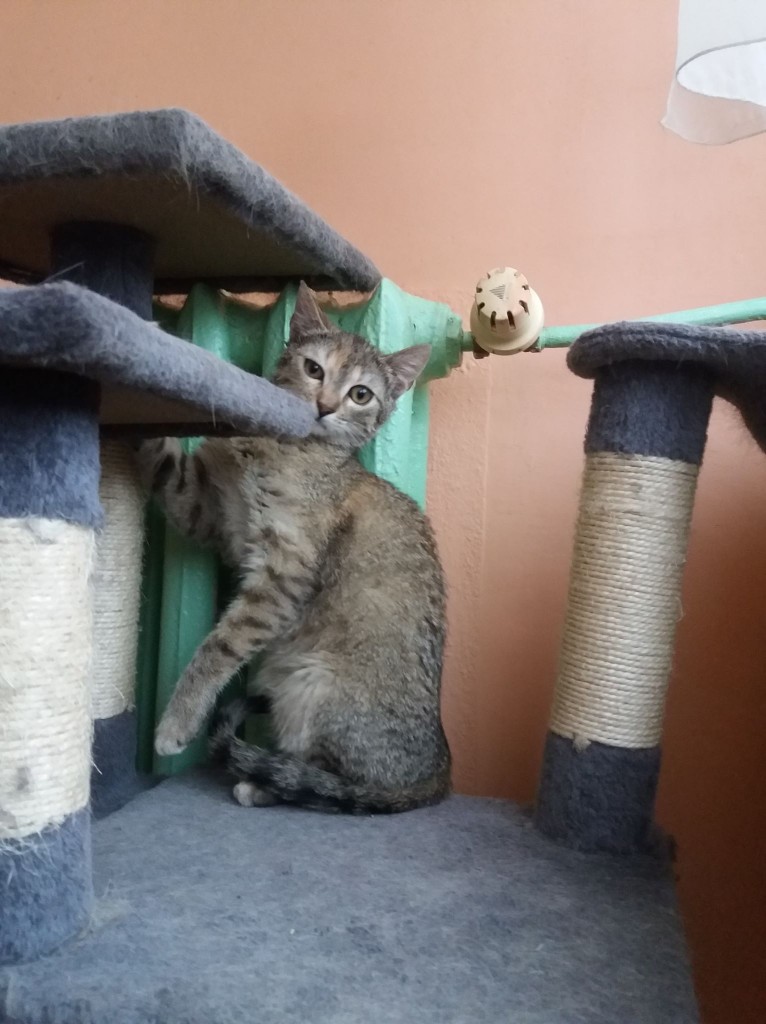 Adoptusie. Słodka Lola. W domu :)