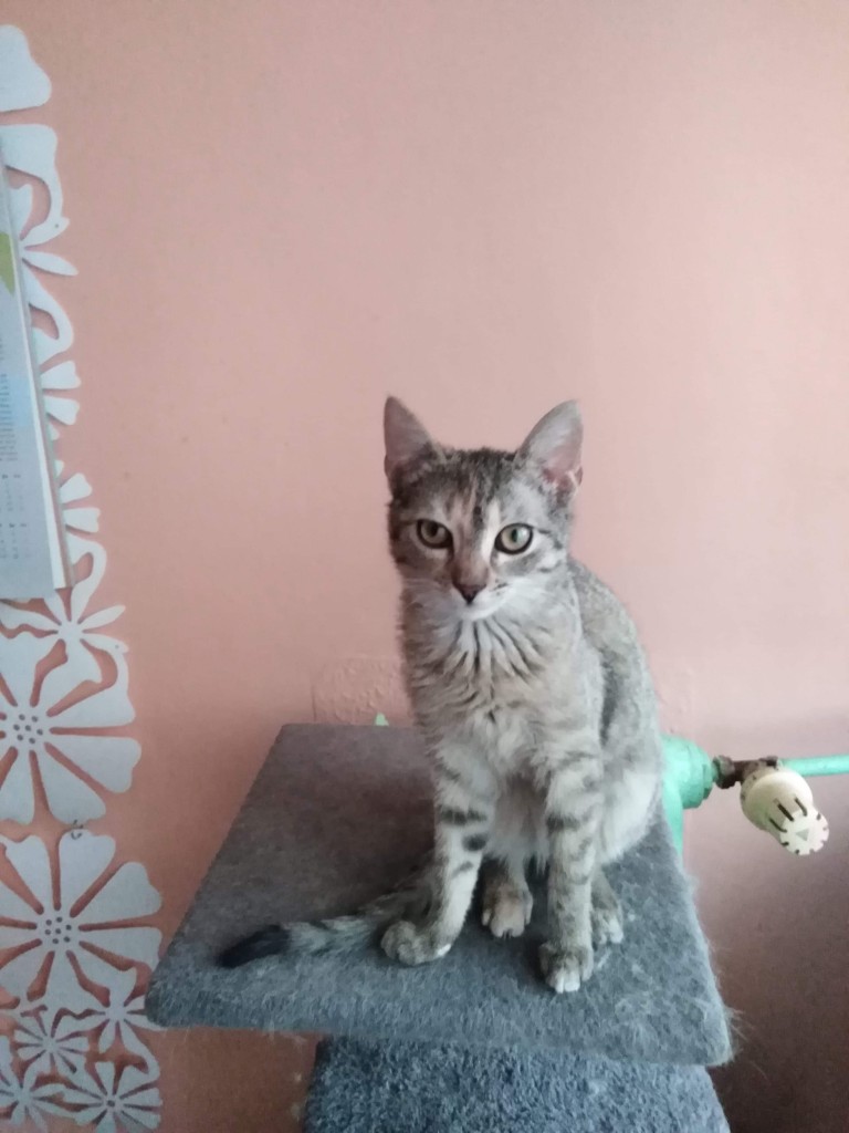 Adoptusie. Słodka Lola. W domu :)