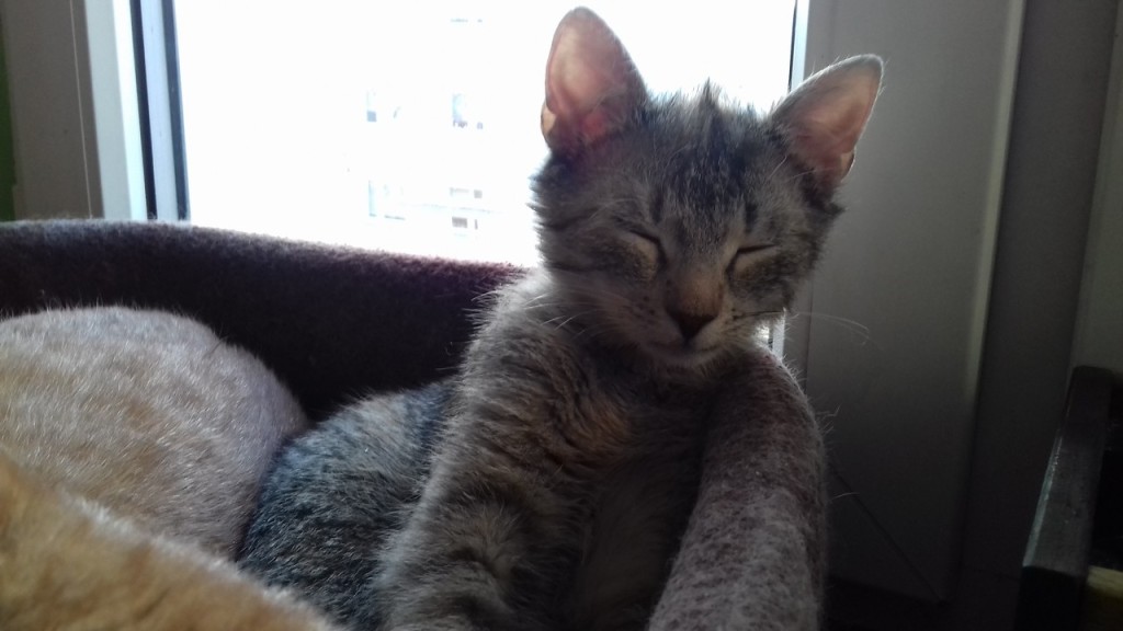 Adoptusie. Tola - w domu